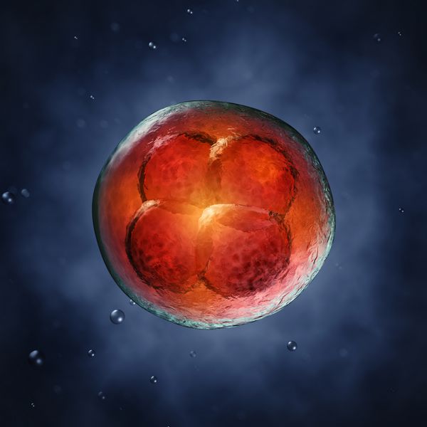 جنین چهار سلولی تصویر سه بعدی