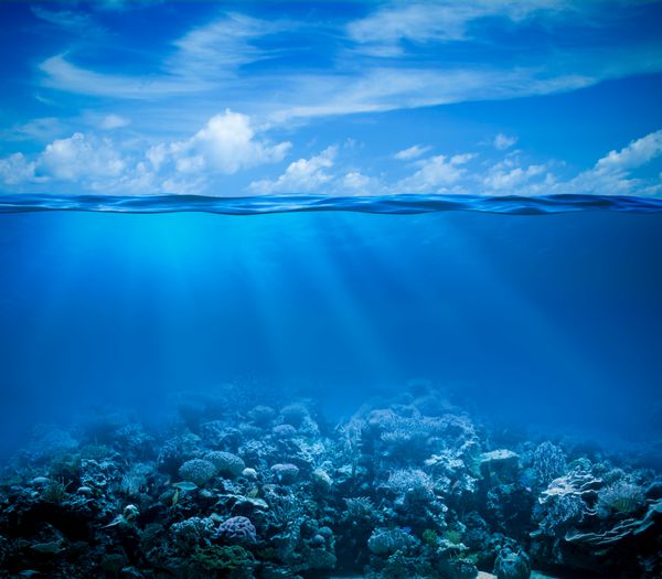 نمای زیر آب صخره های مرجانی از بستر دریا با افق و سطح آب