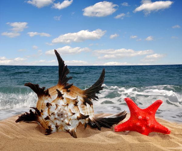 صدف حلزونی با ستاره دریایی در ساحل