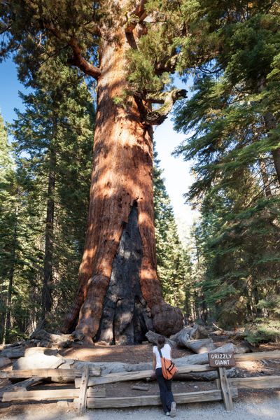 Grizzly Giant Sequoia Mariposa Grove Yosemite NP