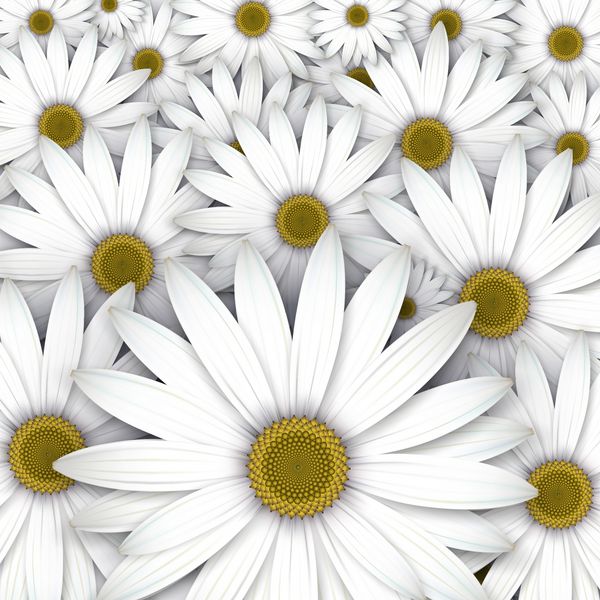 مزرعه گلهای دیزی سفید