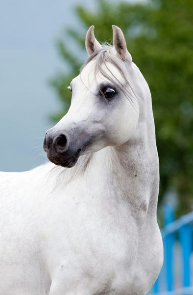 پرتره اسب سفید عرب