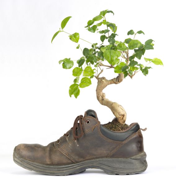 کفش های زیست محیطی - گیاه بونسای در کفش رشد می کند
