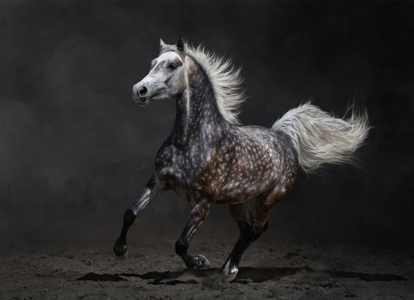 اسب خاکستری عرب در پس زمینه تیره می تازد