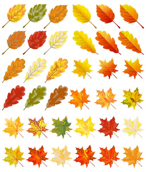 مجموعه ای از برگ های رنگی پاییزی