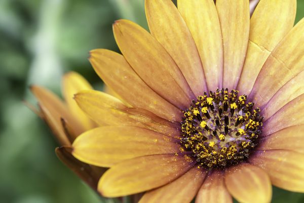 detalle de una flor