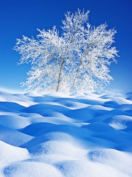 درختان پوشیده از برف - چشم انداز زمستانی