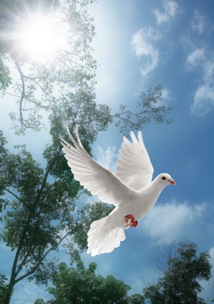 پرواز کبوتر سفید