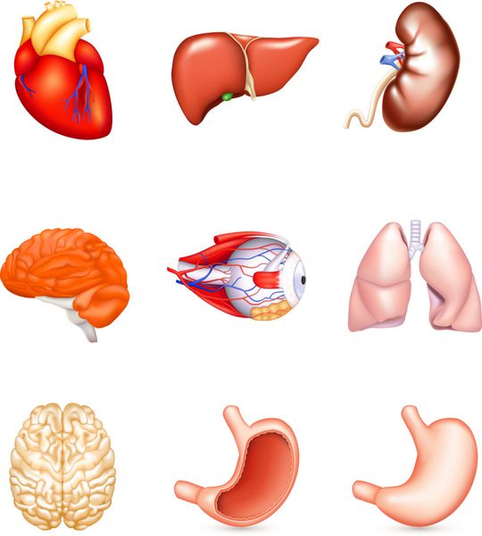 اندام های داخلی انسان وکتور