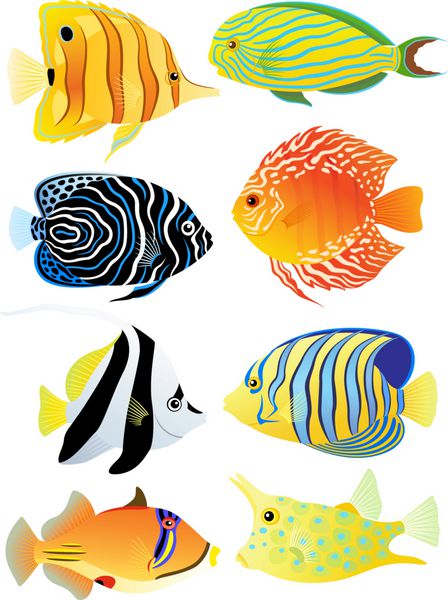 مجموعه ای از ماهی های گرمسیری