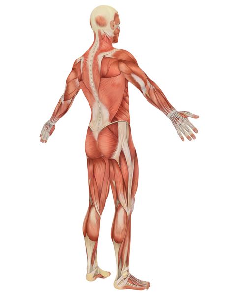 نمای عقب زاویه دار آناتومی عضلانی مردانه