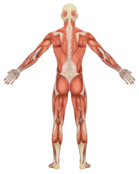 نمای عقب آناتومی عضلانی مردانه