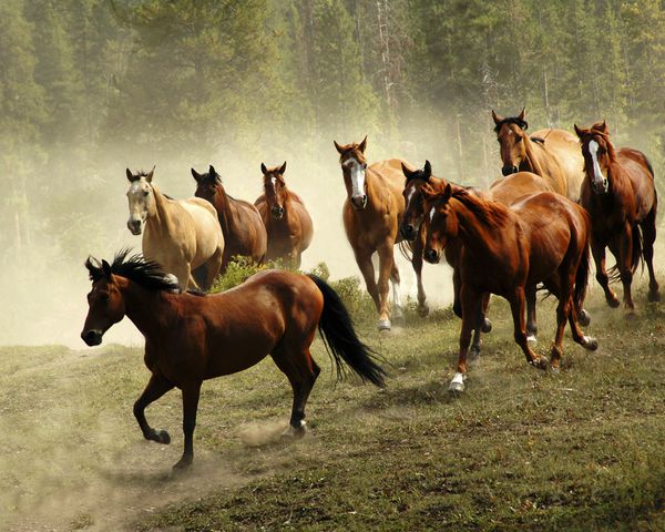 اسب های دونده