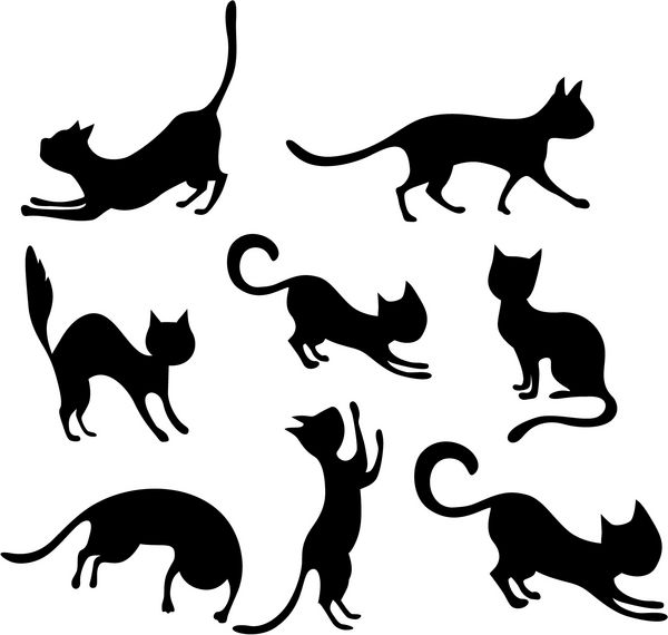 ست گربه