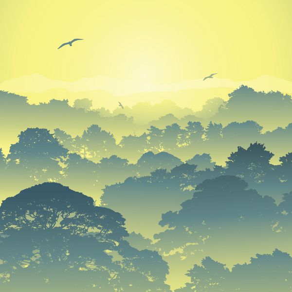 منظره جنگلی مه آلود با درختان و غروب خورشید طلوع خورشید
