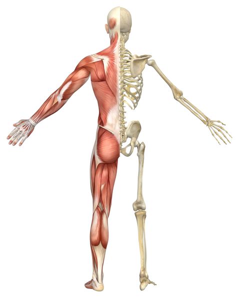 نمای عقب تقسیم اسکلت عضلانی مردانه
