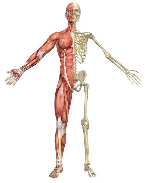 نمای جلوی تقسیم اسکلت عضلانی مردانه