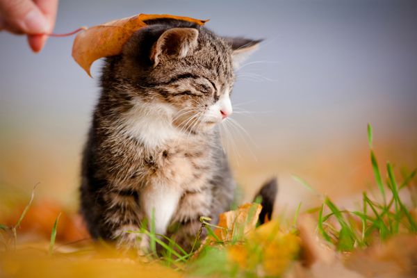 بچه گربه تابی شایان ستایش زیر یک برگ پاییزی