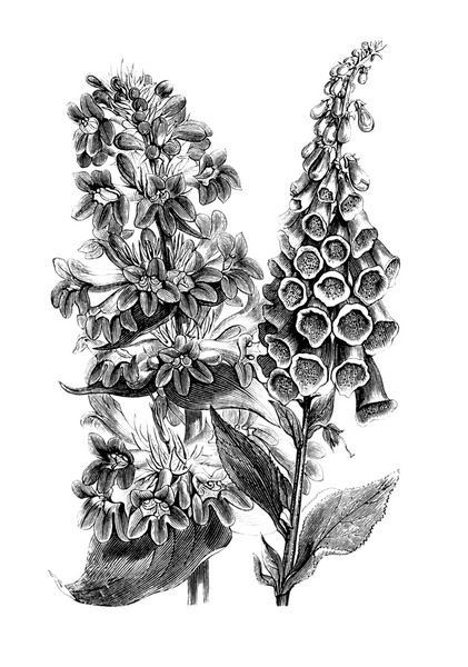 گل های وحشی Digitalis Purpurea