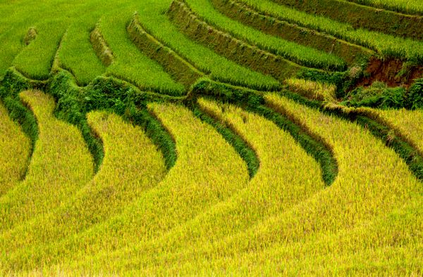 مزرعه برنج پلکانی در آفتاب ین بای ویتنام