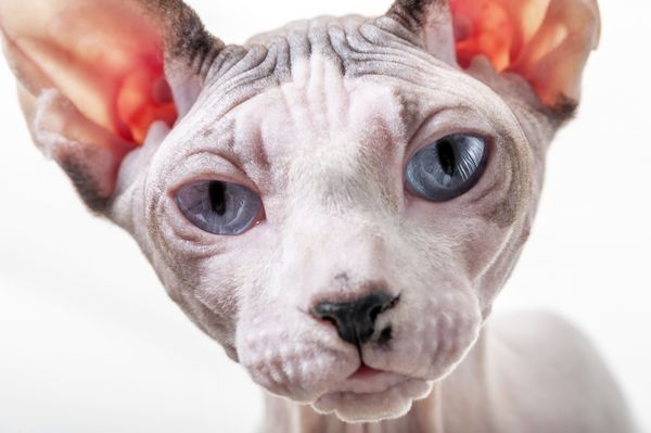 نمای نزدیک گربه اسفینکس کانادایی در پس زمینه سفید