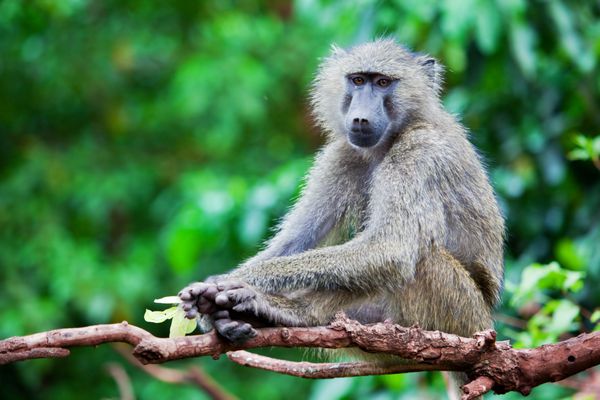 میمون بابون در بوته آفریقایی تانزانیا