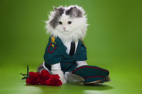 گربه با لباس ژنرال