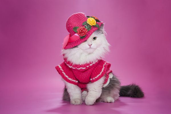 گربه با لباس صورتی و کلاه