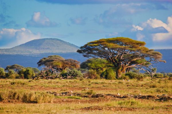 منظره ساوانا در آفریقا آمبوسلی کنیا