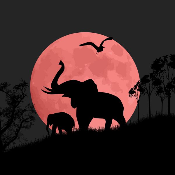 نمای سیلوئت فیل ها در شب