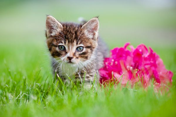 بچه گربه دوست داشتنی با گل