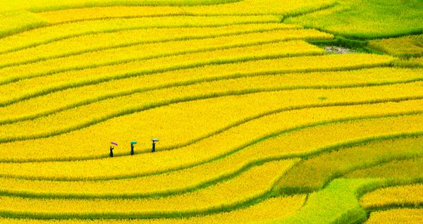 سه زن از مزارع برنج خود در مو کانگ چای بازدید می کنند