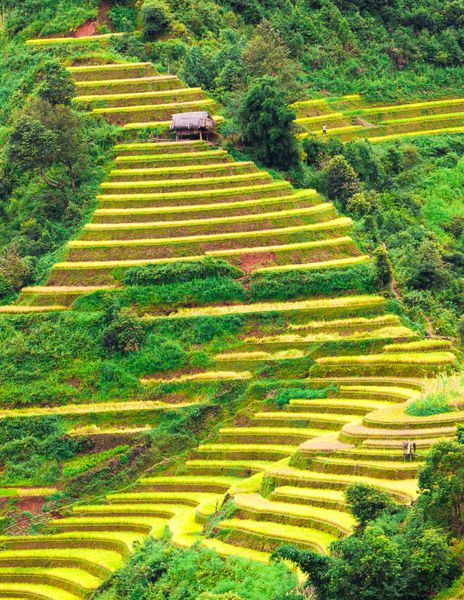مزرعه برنج ترد در آفتاب ین بای ویتنام