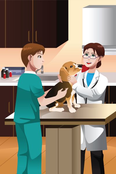 دامپزشک در حال معاینه یک سگ زیبا