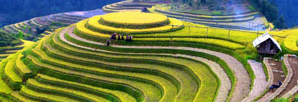 مزارع برنج ترد