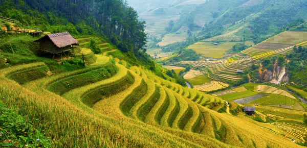 مزارع برنج ترد