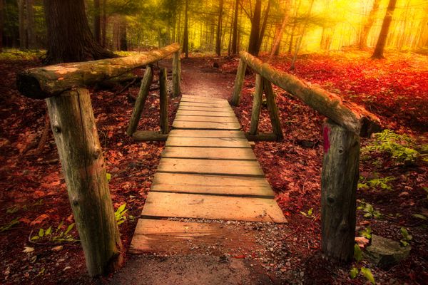 مسیر پل عابر پیاده از میان جنگل در نور جادویی