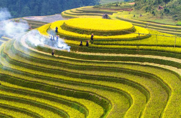 مزارع برنج مو کانگ چای ویتنام
