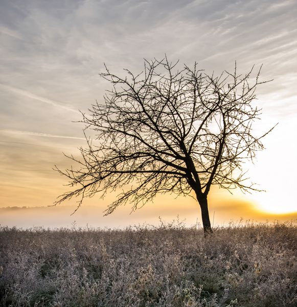 albero solitario allalba