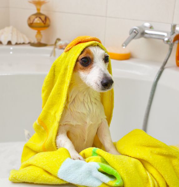 سگ در حال حمام کردن در وان