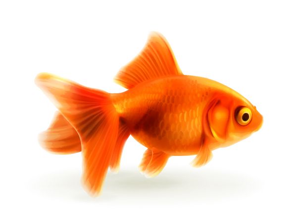 ماهی قرمز وکتور منفذی