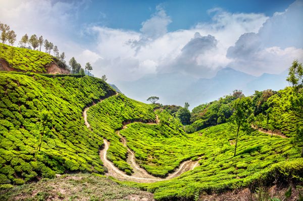 مزارع چای در هند