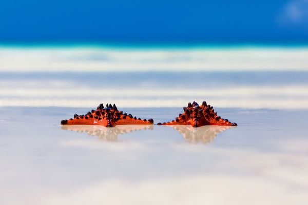 دو ستاره دریایی با حلقه های ازدواج که در پس زمینه ساحل شنی خوابیده اند