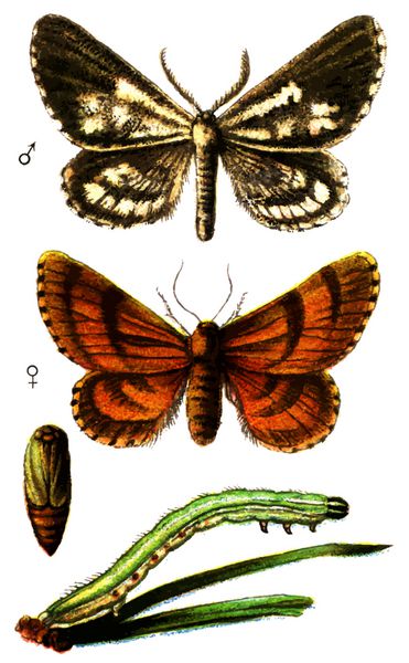 حاشیه حشره سفید bupalus piniaria