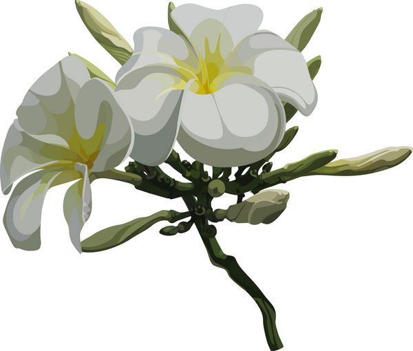 گل ماگنولیا سفید