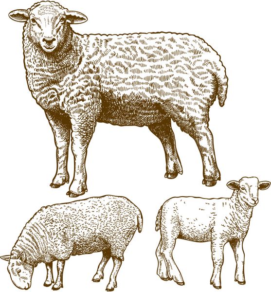وکتور از حکاکی سه گوسفند