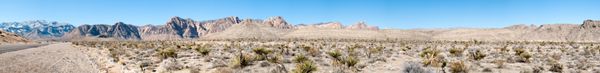 کاکتوس در صحرا پارک ملی دره مرگ کالیفرنیا ایالات متحده آمریکا