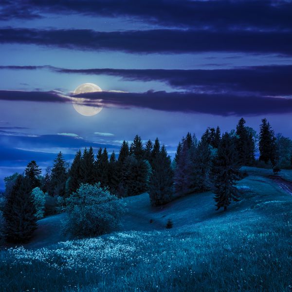 جنگل در علفزار دامنه تپه در کوه در شب