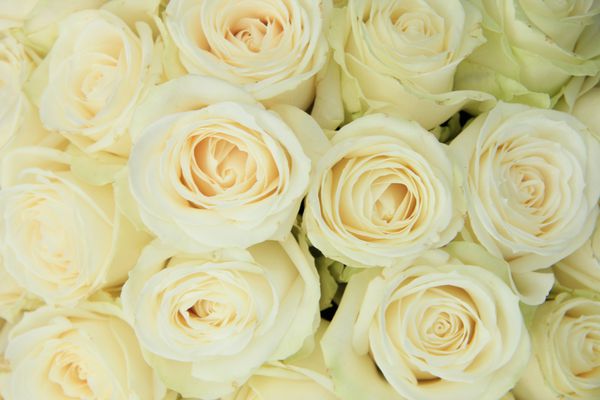 گل رز سفید در چیدمان عروسی