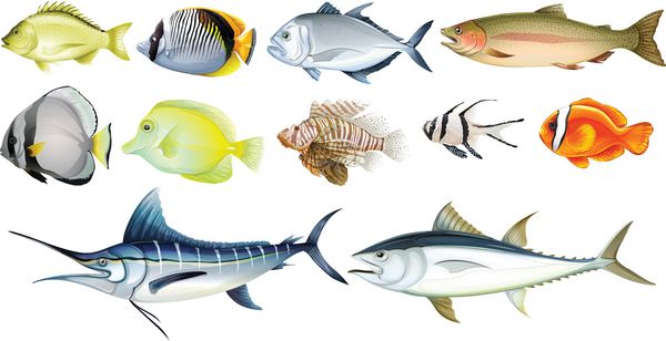 ماهی های مختلف